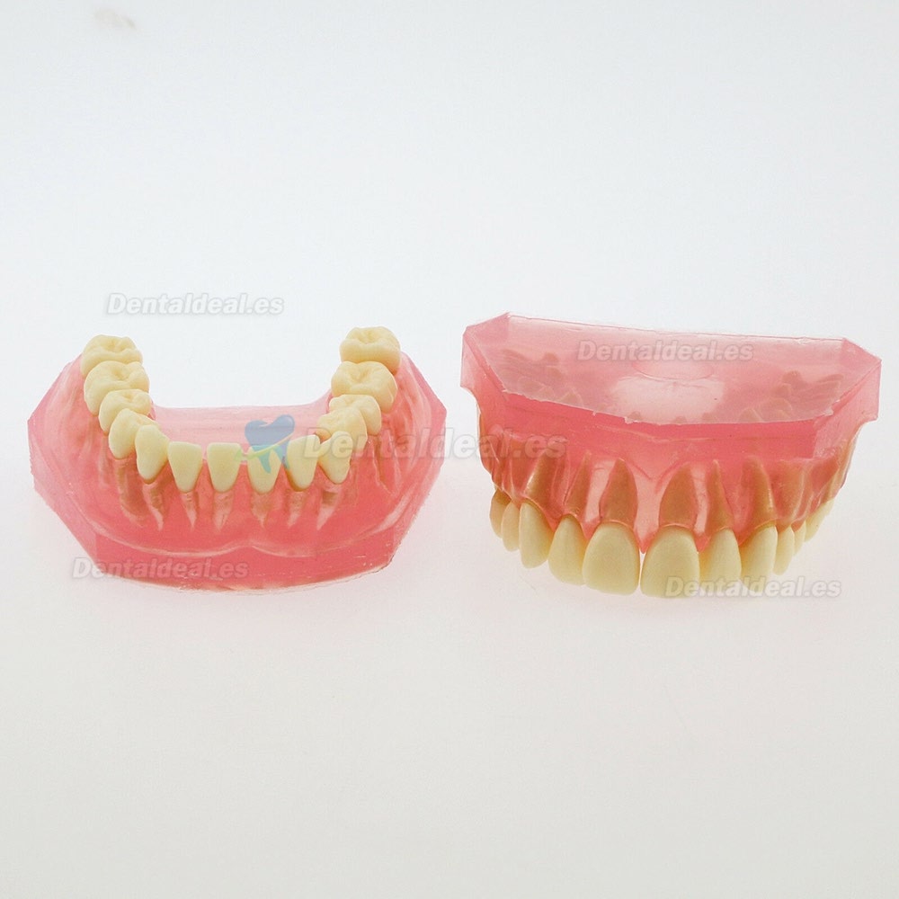 28 Pcs Modelo de enseñanza estándar del estudio del modelo de dientes de dientes extraíbles de dientes 4004