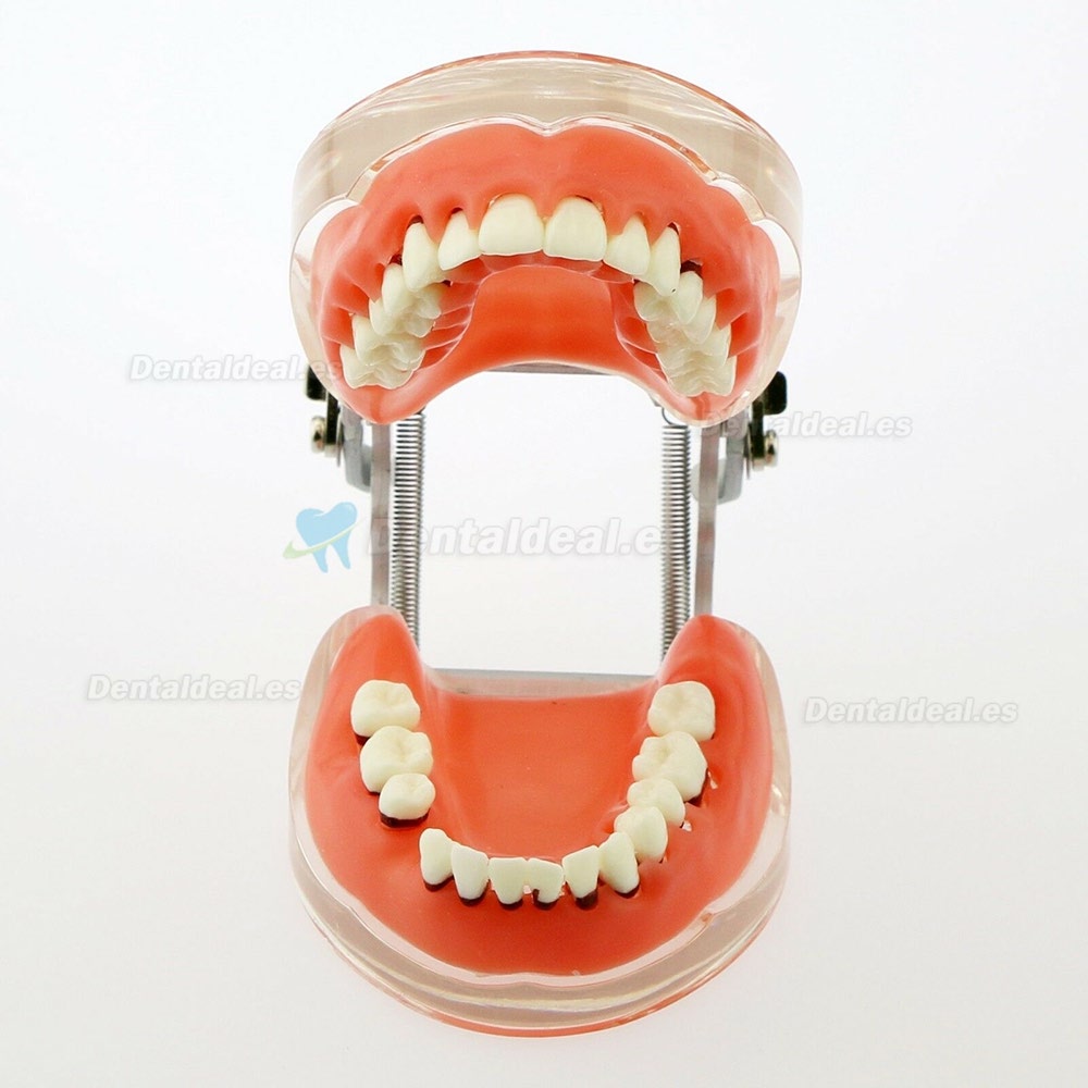 Modelo dental Estudio de la enfermedad periodontal patológica en adultos Modelo de dientes 4017