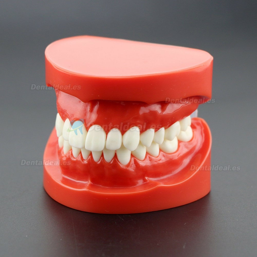 Estudio de enseñanza dental Estándar para adultos Dientes de demostración de Typodont Modelo 7004 Rojo