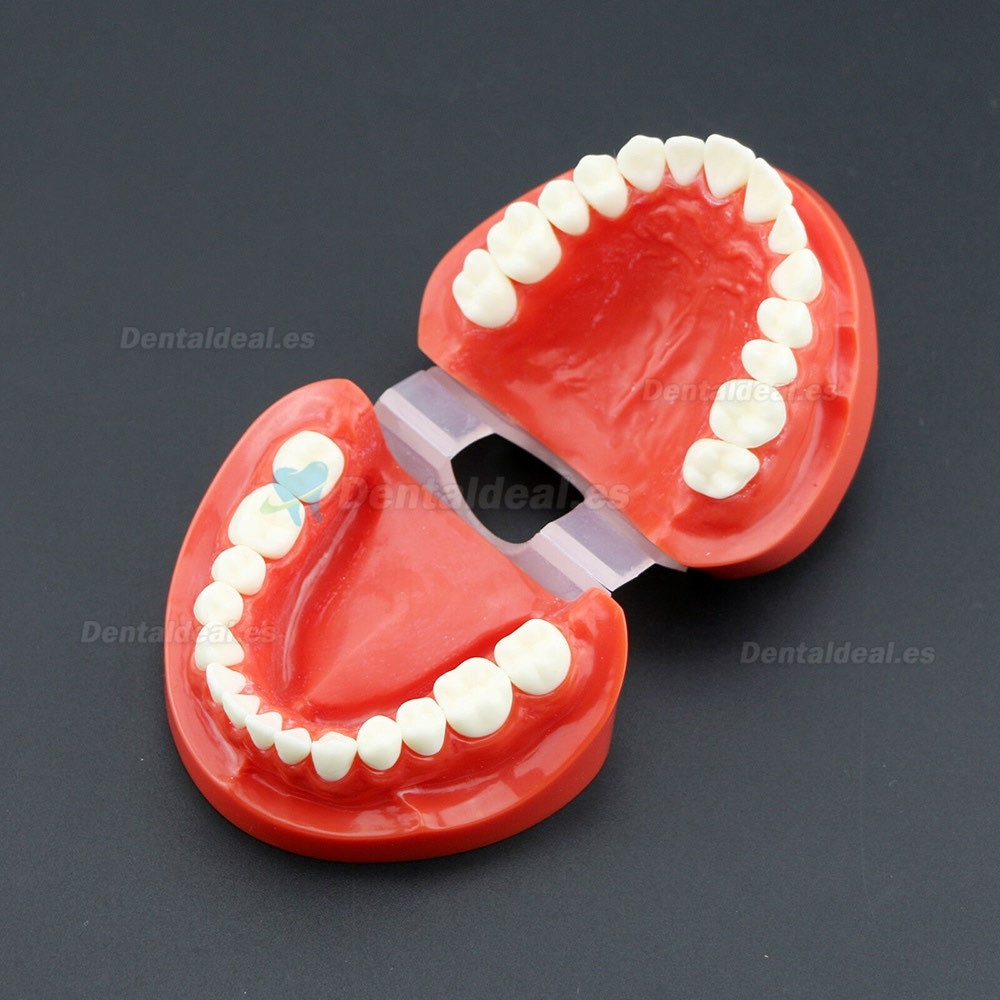 Estudio de enseñanza dental Estándar para adultos Dientes de demostración de Typodont Modelo 7004 Rojo