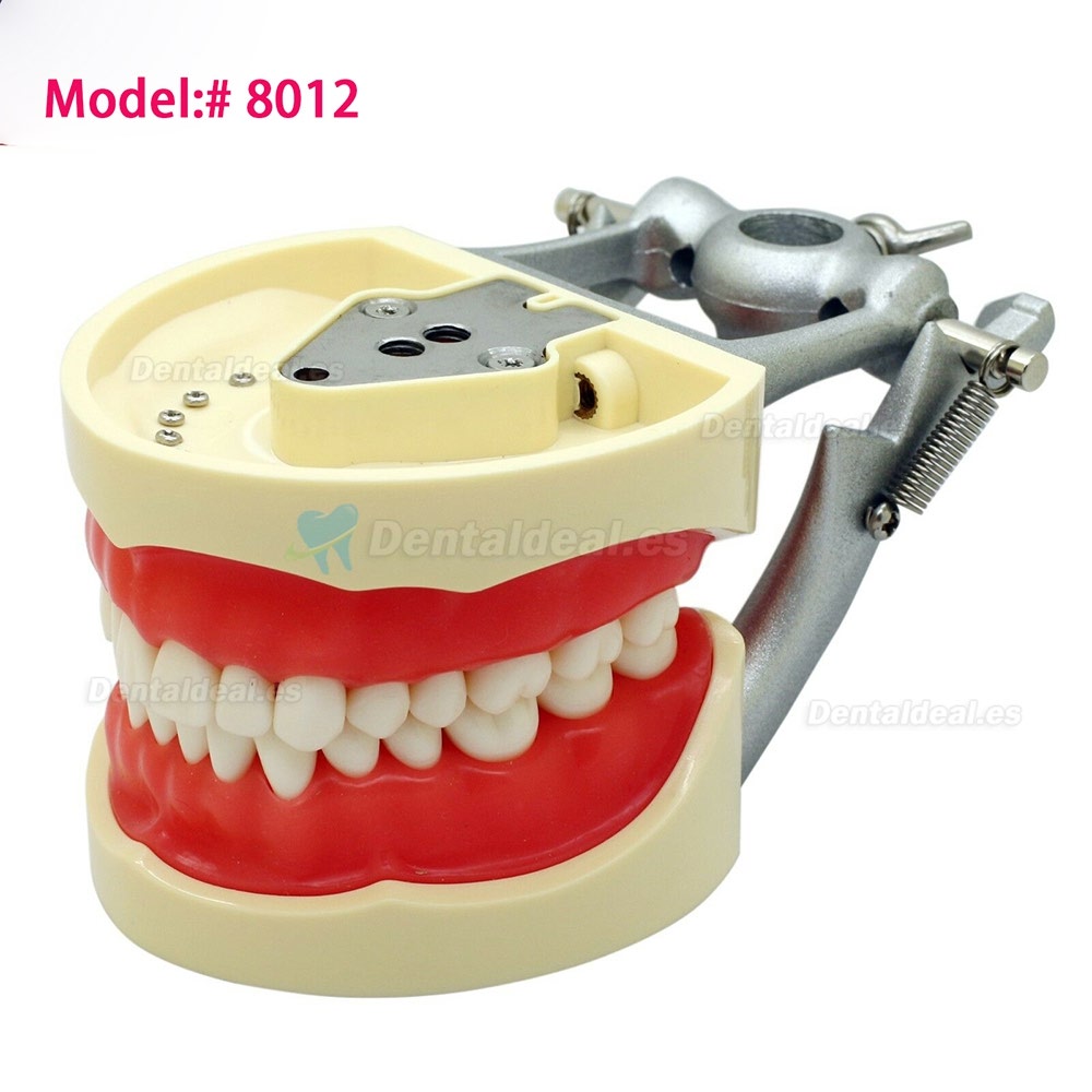 Dental Practica Tipodonto Modelo de Simulación 32 Reemplazar los Dientes Kilgore Nissin 200 Estilo