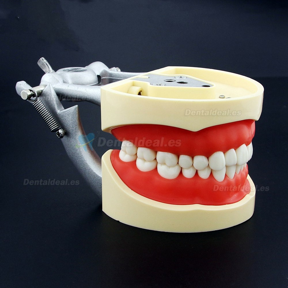 Dental Practica Tipodonto Modelo de Simulación 32 Reemplazar los Dientes Kilgore Nissin 200 Estilo