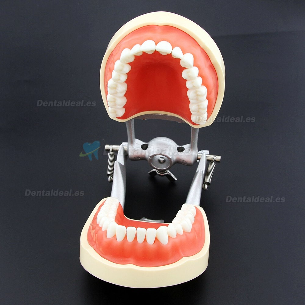 Dental Practica Tipodonto Modelo de Simulación 32 Reemplazar los Dientes Kilgore Nissin 200 Estilo