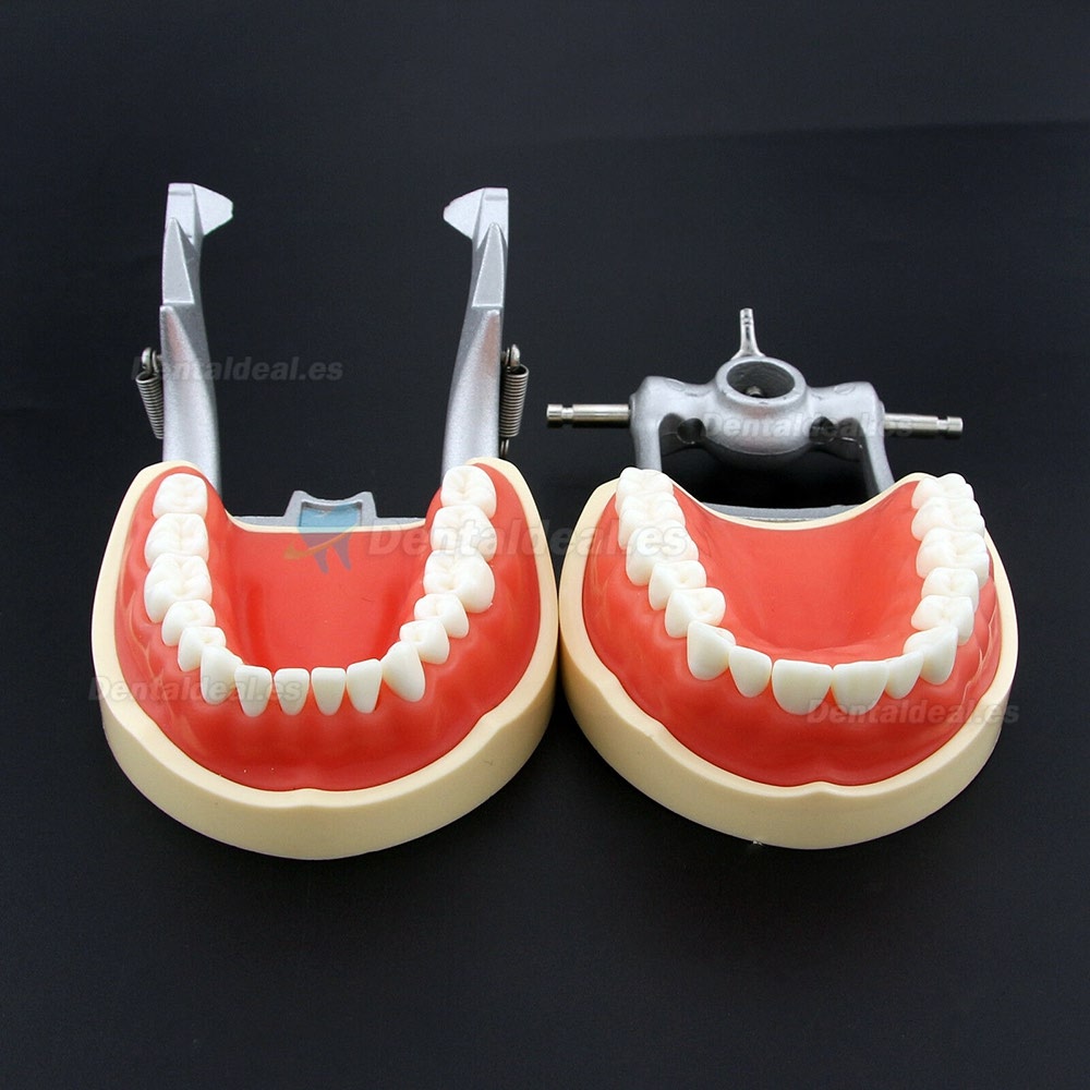 Dental Practica Tipodonto Modelo de Simulación 32 Reemplazar los Dientes Kilgore Nissin 200 Estilo