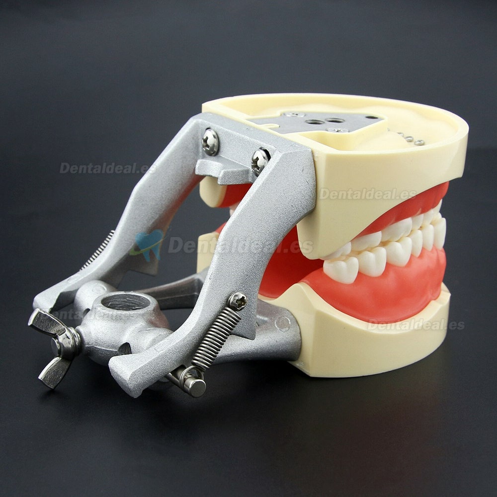 Dental Practica Tipodonto Modelo de Simulación 32 Reemplazar los Dientes Kilgore Nissin 200 Estilo