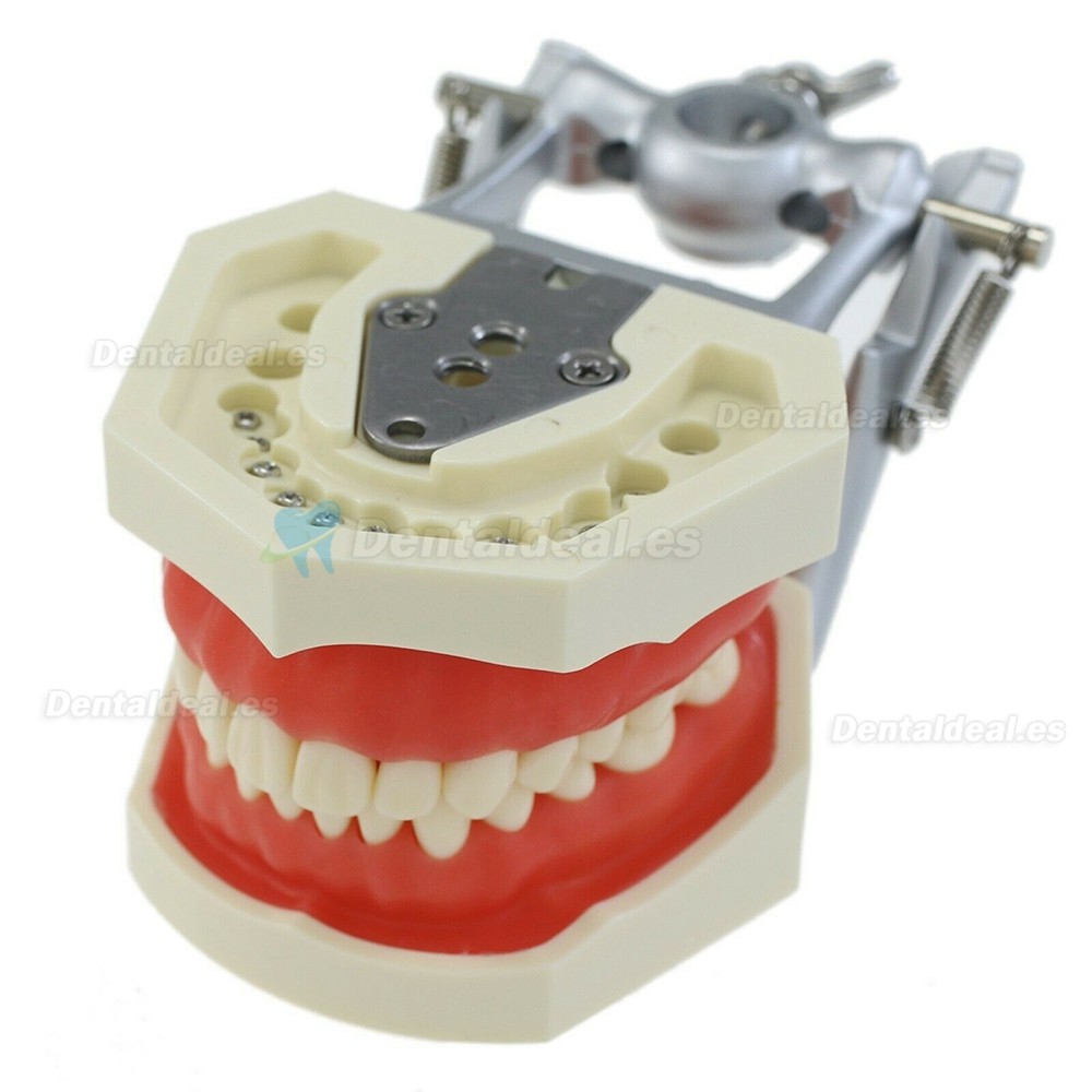 Tipodonto dental con poste de montaje con modelo de 28 piezas de dientes compatible con Kilgore Nissin 200