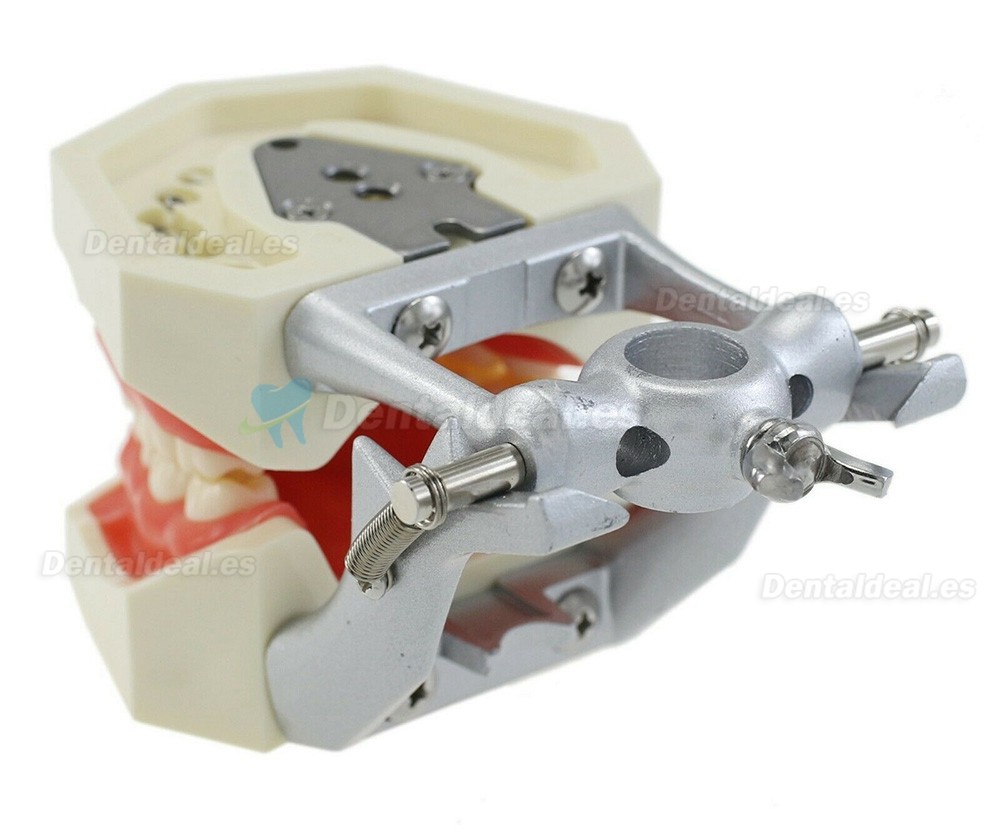 Tipodonto dental con poste de montaje con modelo de 28 piezas de dientes compatible con Kilgore Nissin 200
