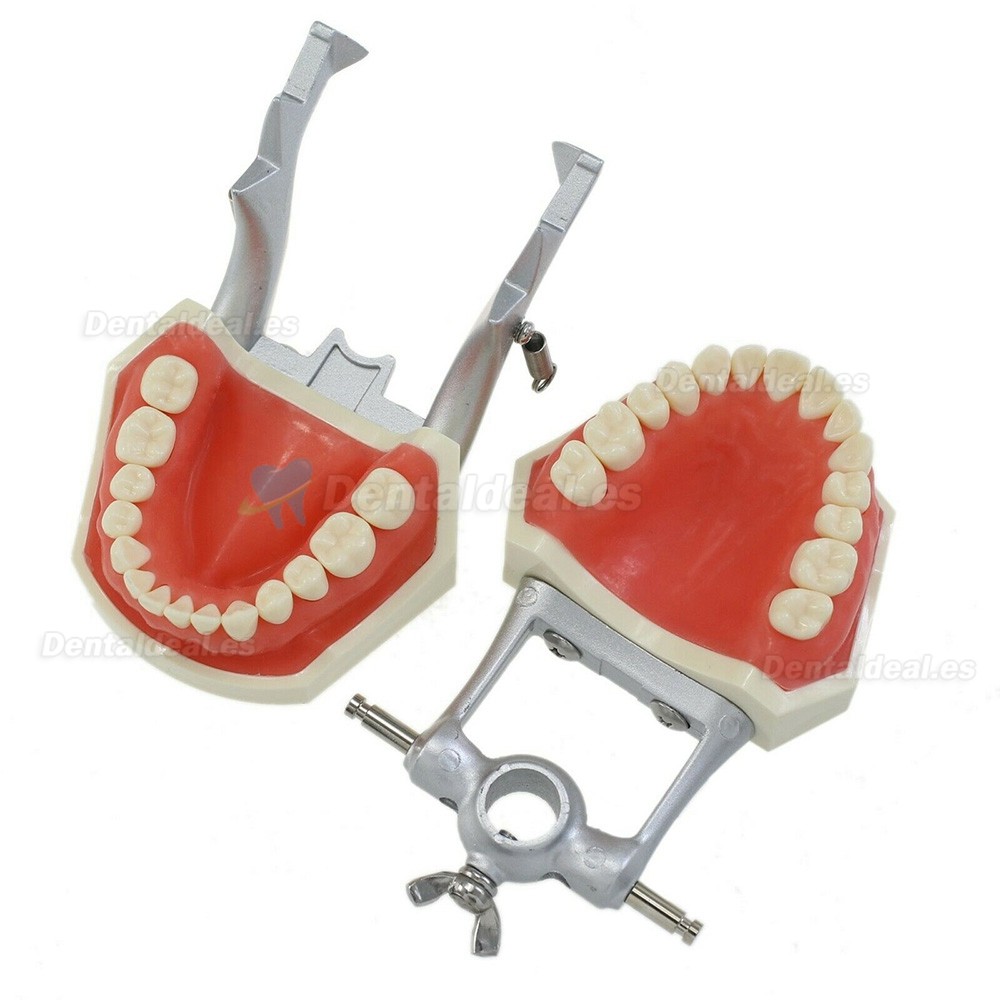 Tipodonto dental con poste de montaje con modelo de 28 piezas de dientes compatible con Kilgore Nissin 200