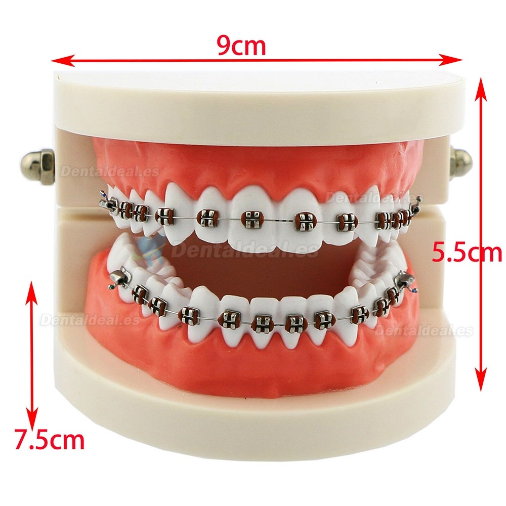 Dental Ortodoncia Dientes modelo + tubo de soporte de cerámica de metal Cadena autoligante