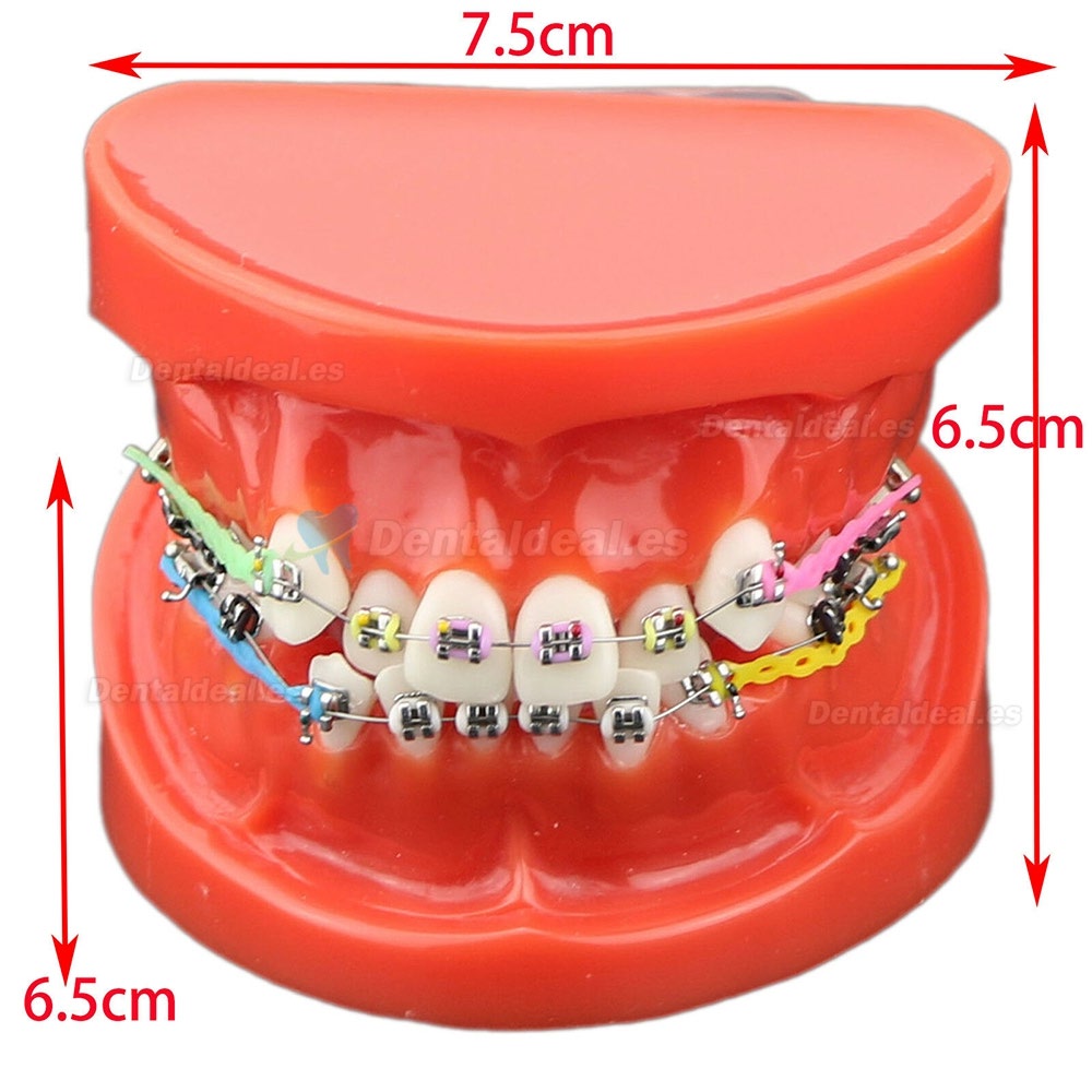 Dental Ortodoncia Dientes modelo + tubo de soporte de cerámica de metal Cadena autoligante