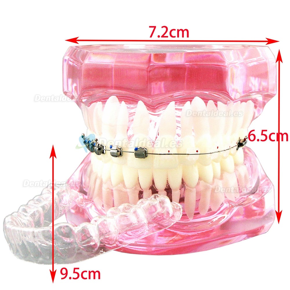 Dental Ortodoncia Dientes modelo + tubo de soporte de cerámica de metal Cadena autoligante