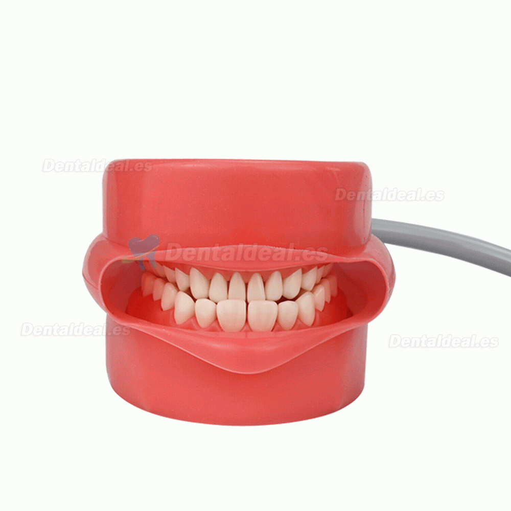 Fantoma Odontología para Reposacabezas de Sillón Dental Tipodonto Compatible con Nissin Kilgore