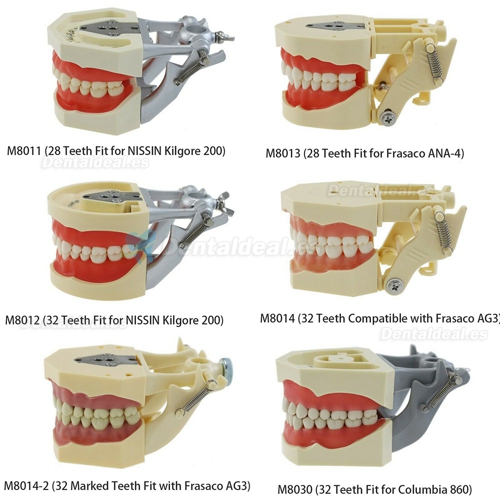 Modelo de práctica dental Typodont Compatible con Columbia NISSIN Kilgore Frasaco 28/32 Dientes