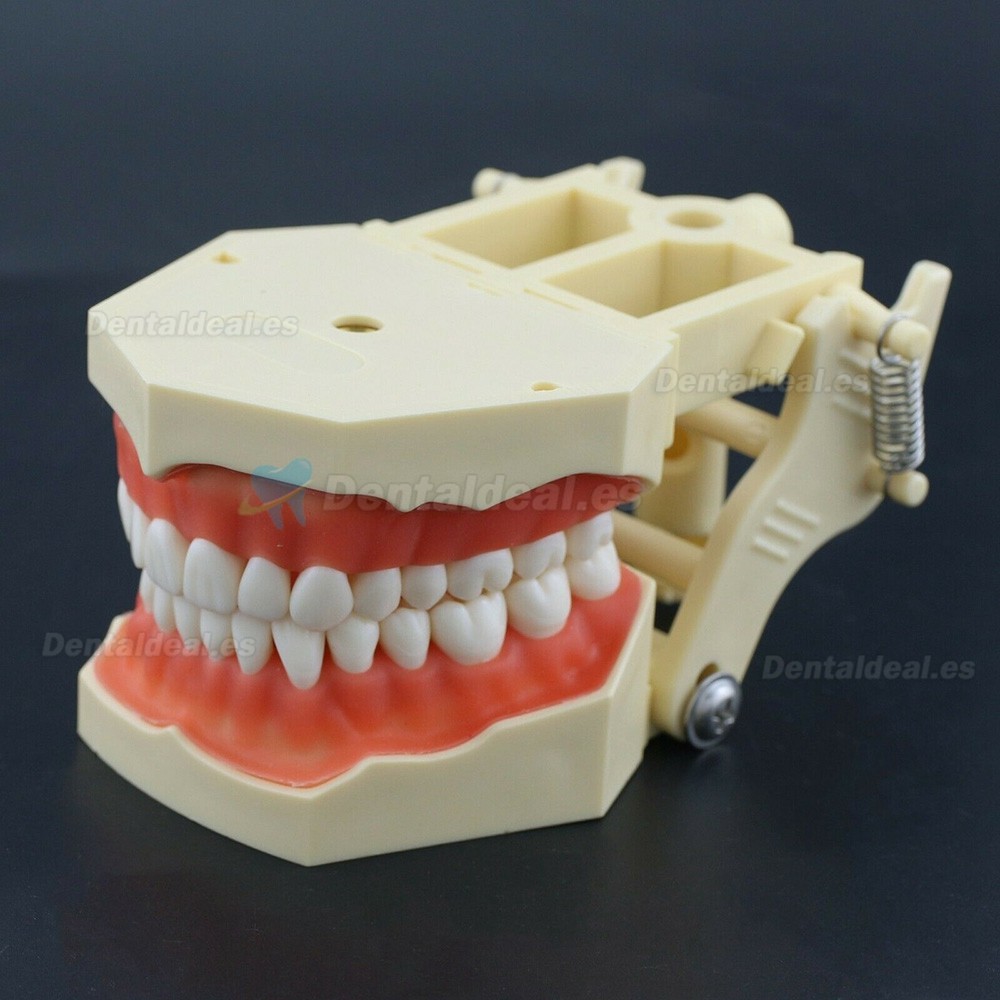 Modelo de práctica dental Typodont Compatible con Columbia NISSIN Kilgore Frasaco 28/32 Dientes