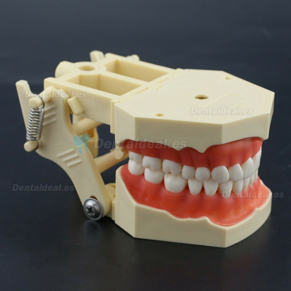 Modelo de práctica dental Typodont Compatible con Columbia NISSIN Kilgore Frasaco 28/32 Dientes