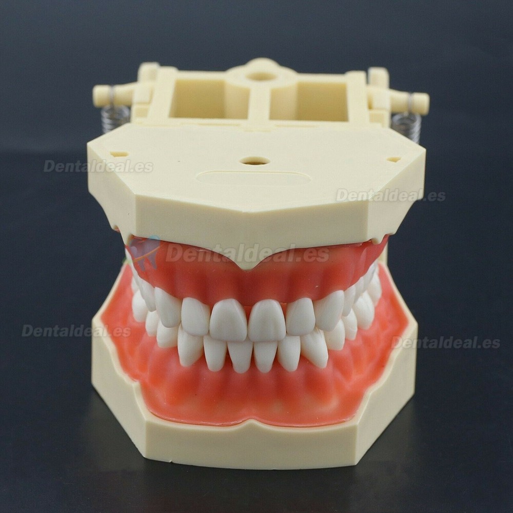 Modelo de práctica dental Typodont Compatible con Columbia NISSIN Kilgore Frasaco 28/32 Dientes