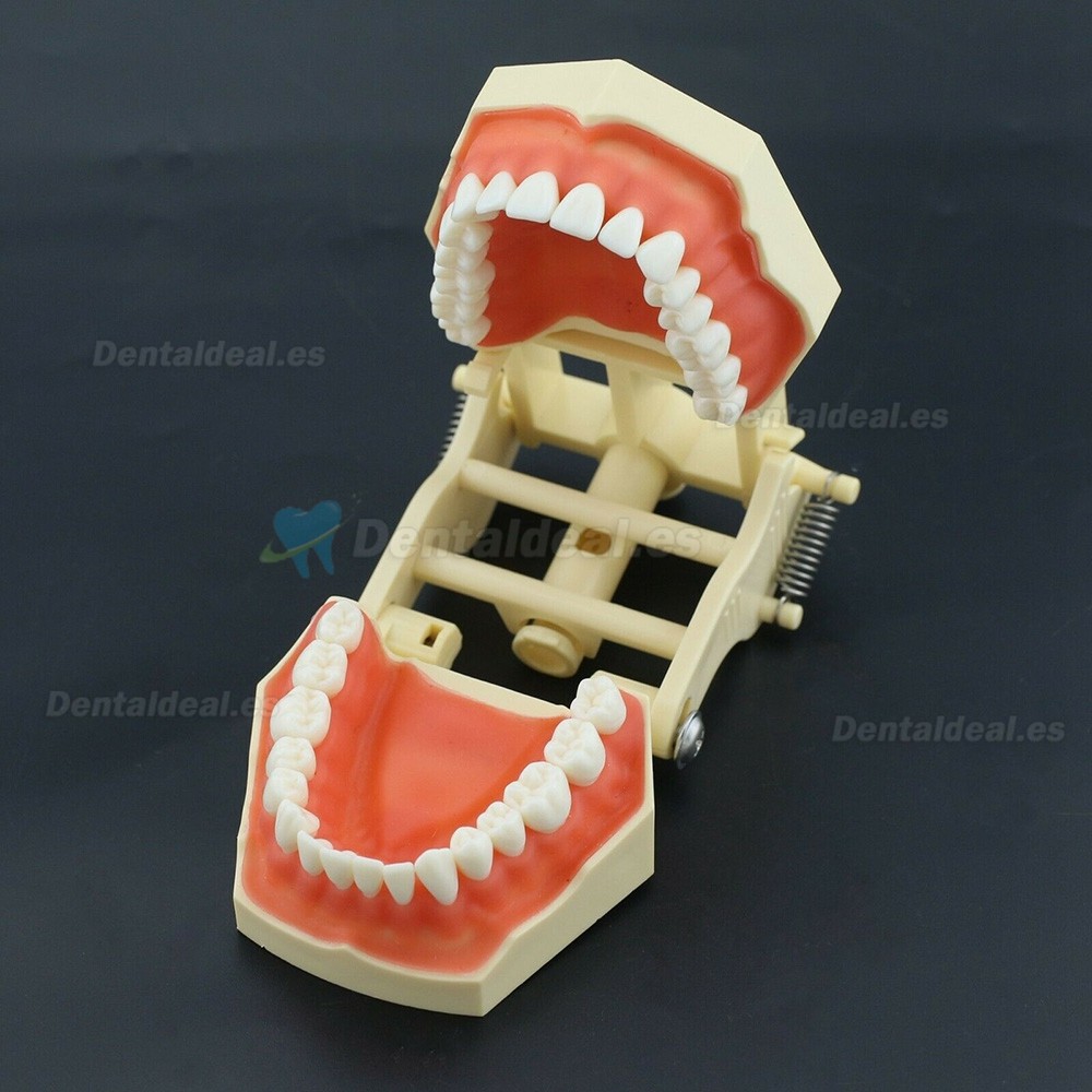 Modelo de práctica dental Typodont Compatible con Columbia NISSIN Kilgore Frasaco 28/32 Dientes