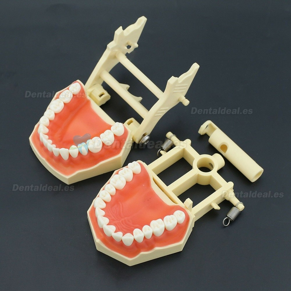 Modelo de práctica dental Typodont Compatible con Columbia NISSIN Kilgore Frasaco 28/32 Dientes