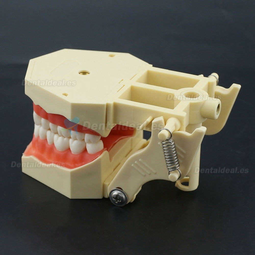 Modelo de práctica dental Typodont Compatible con Columbia NISSIN Kilgore Frasaco 28/32 Dientes