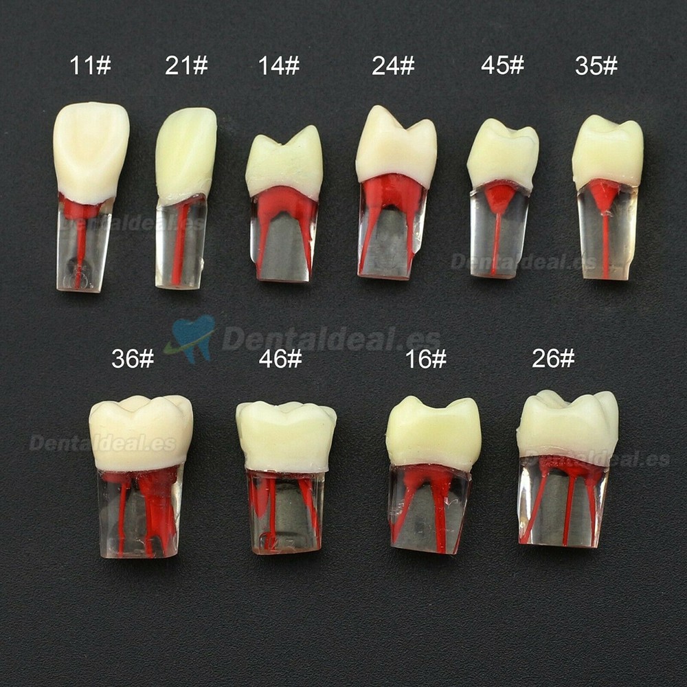 Dental RCT práctica Typodont dientes enraizados naturalmente compatible con Kilgore Nissin