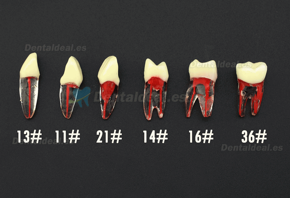 Dental RCT práctica Typodont dientes enraizados naturalmente compatible con Kilgore Nissin