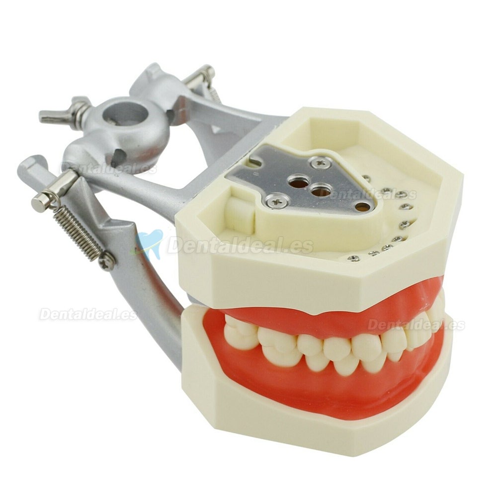 Kilgore Nissin 200 Estilo Dental Typodont Modelo Practica Simulación 28 Piezas de Reemplazo de dientes