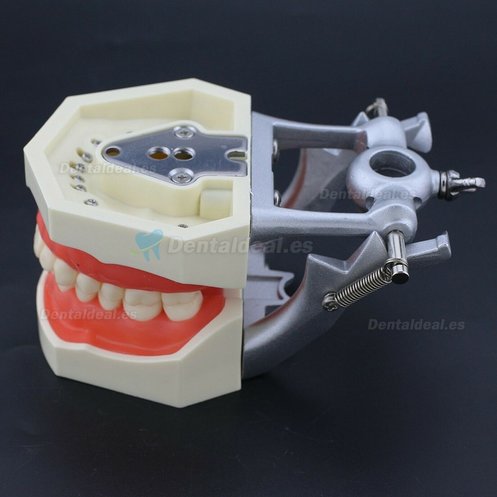 Kilgore Nissin 200 Estilo Dental Typodont Modelo Practica Simulación 28 Piezas de Reemplazo de dientes