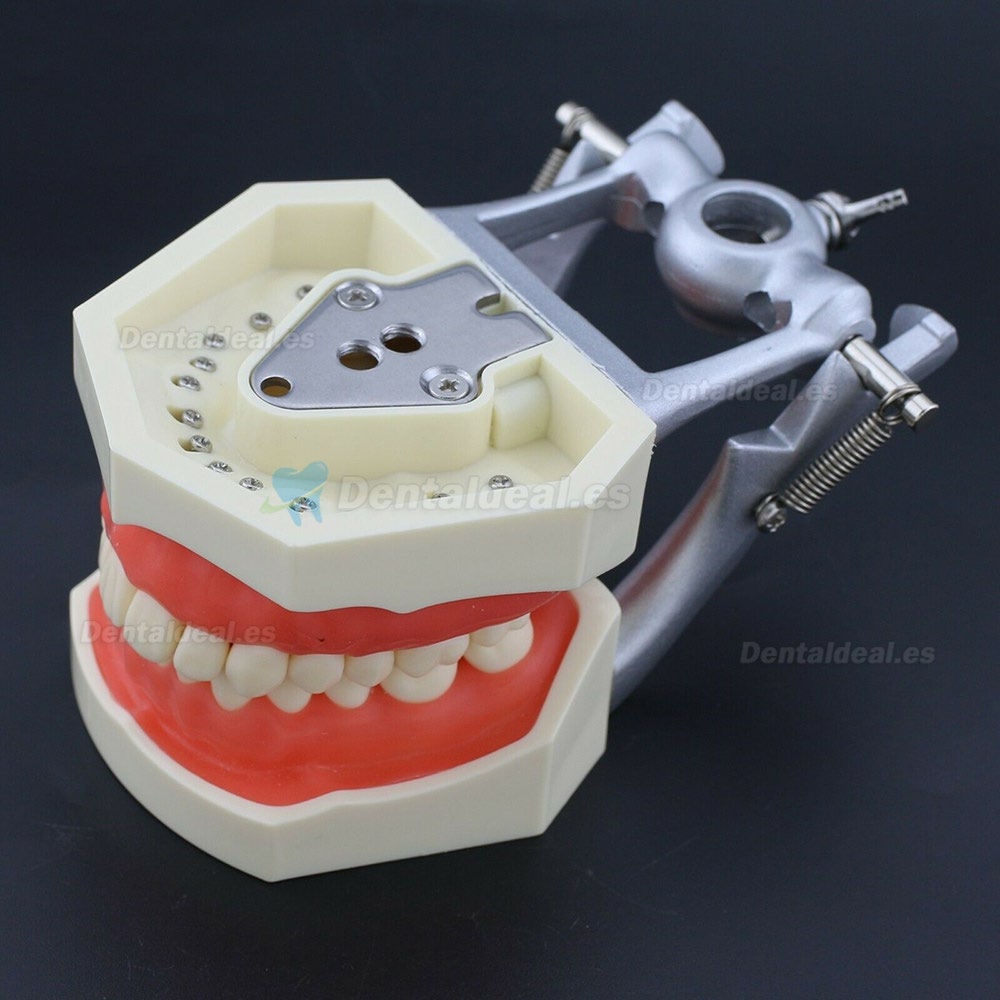 Kilgore Nissin 200 Estilo Dental Typodont Modelo Practica Simulación 28 Piezas de Reemplazo de dientes