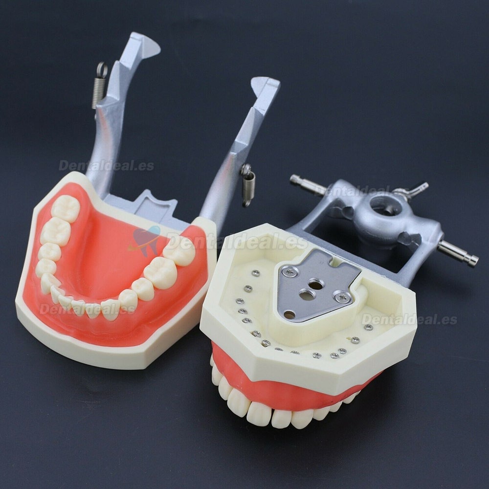 Kilgore Nissin 200 Estilo Dental Typodont Modelo Practica Simulación 28 Piezas de Reemplazo de dientes