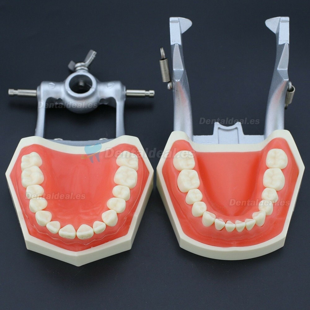 Kilgore Nissin 200 Estilo Dental Typodont Modelo Practica Simulación 28 Piezas de Reemplazo de dientes