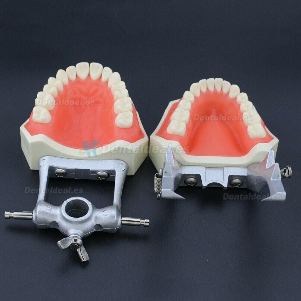 Kilgore Nissin 200 Estilo Dental Typodont Modelo Practica Simulación 28 Piezas de Reemplazo de dientes