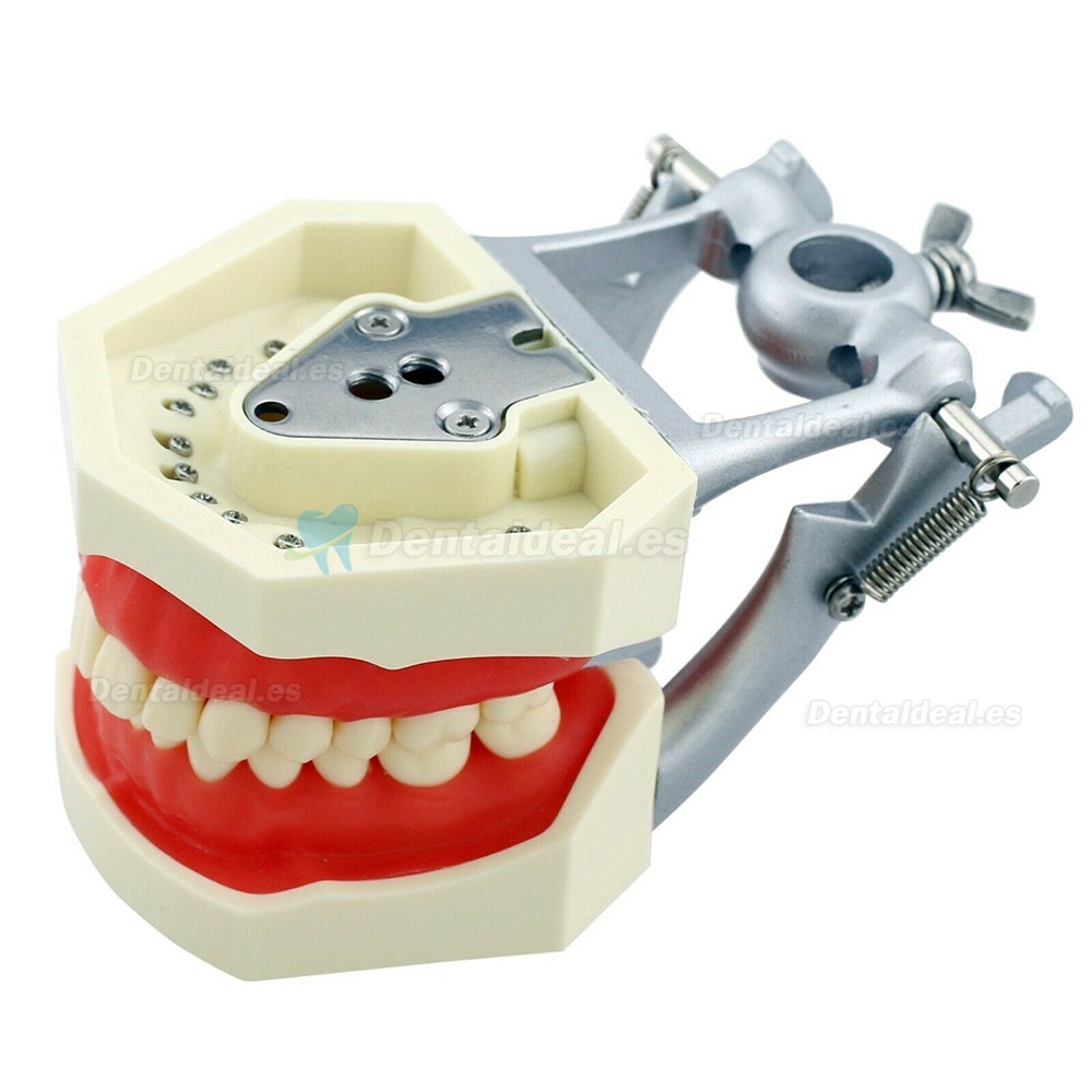 Kilgore Nissin 200 Estilo Dental Typodont Modelo Practica Simulación 28 Piezas de Reemplazo de dientes