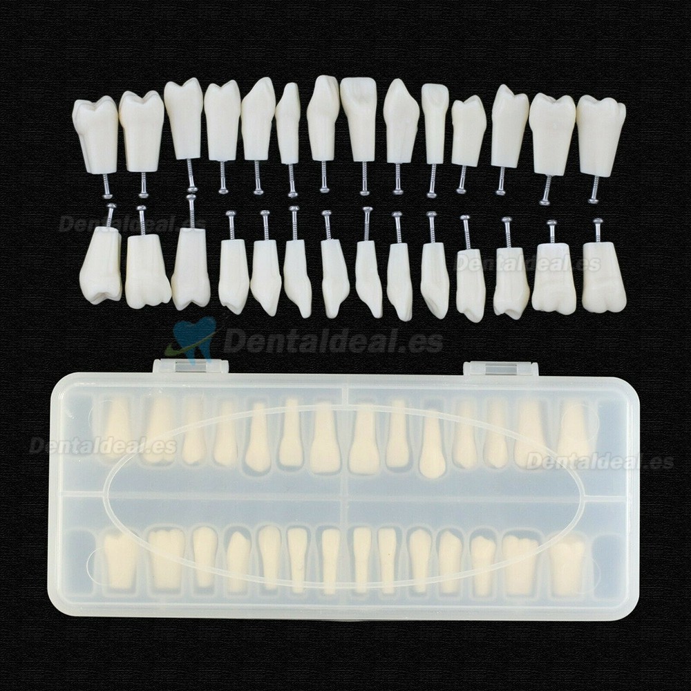 Reemplazo de dientes tipodonto dental con tornillo Fit 28 piezas dientes Frasaco ANA-4 tipodonto