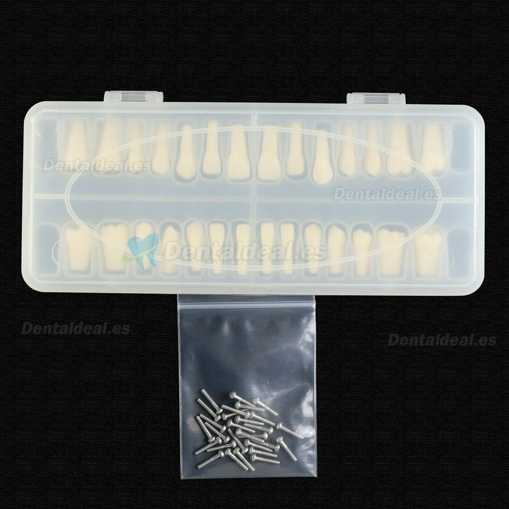 Reemplazo de dientes tipodonto dental con tornillo Fit 28 piezas dientes Frasaco ANA-4 tipodonto