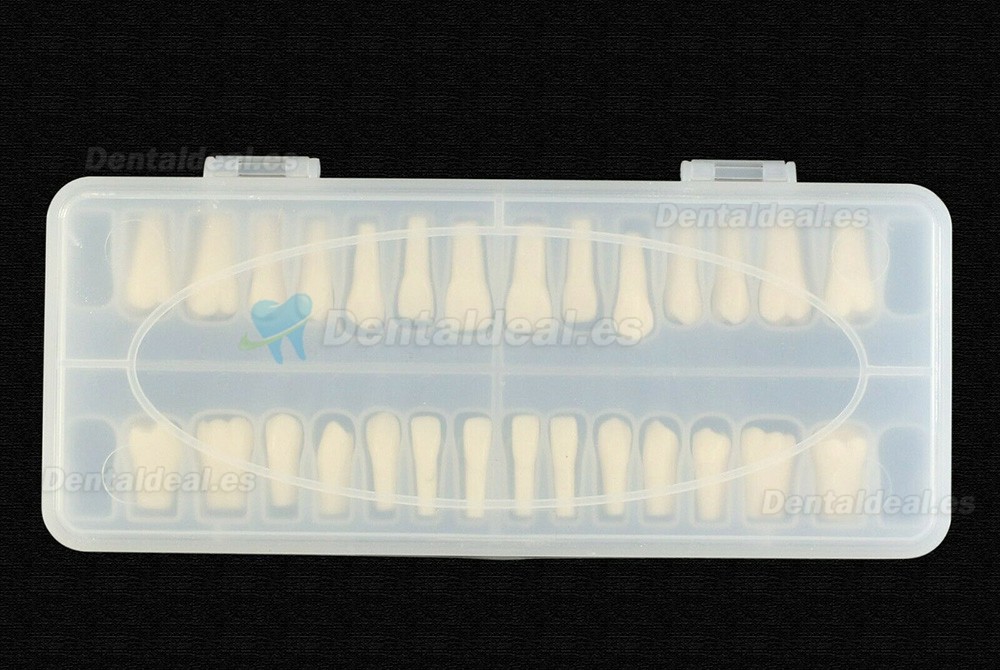 Reemplazo de dientes tipodonto dental con tornillo Fit 28 piezas dientes Frasaco ANA-4 tipodonto