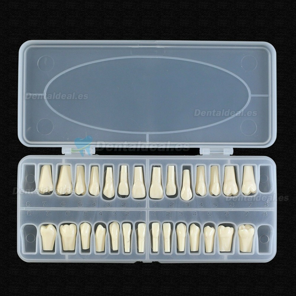 Reemplazo de dientes tipodonto dental con tornillo Fit 28 piezas dientes Frasaco ANA-4 tipodonto
