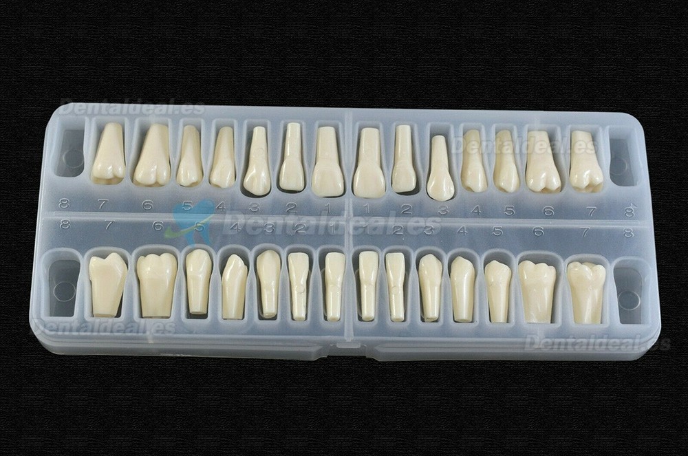 Reemplazo de dientes tipodonto dental con tornillo Fit 28 piezas dientes Frasaco ANA-4 tipodonto