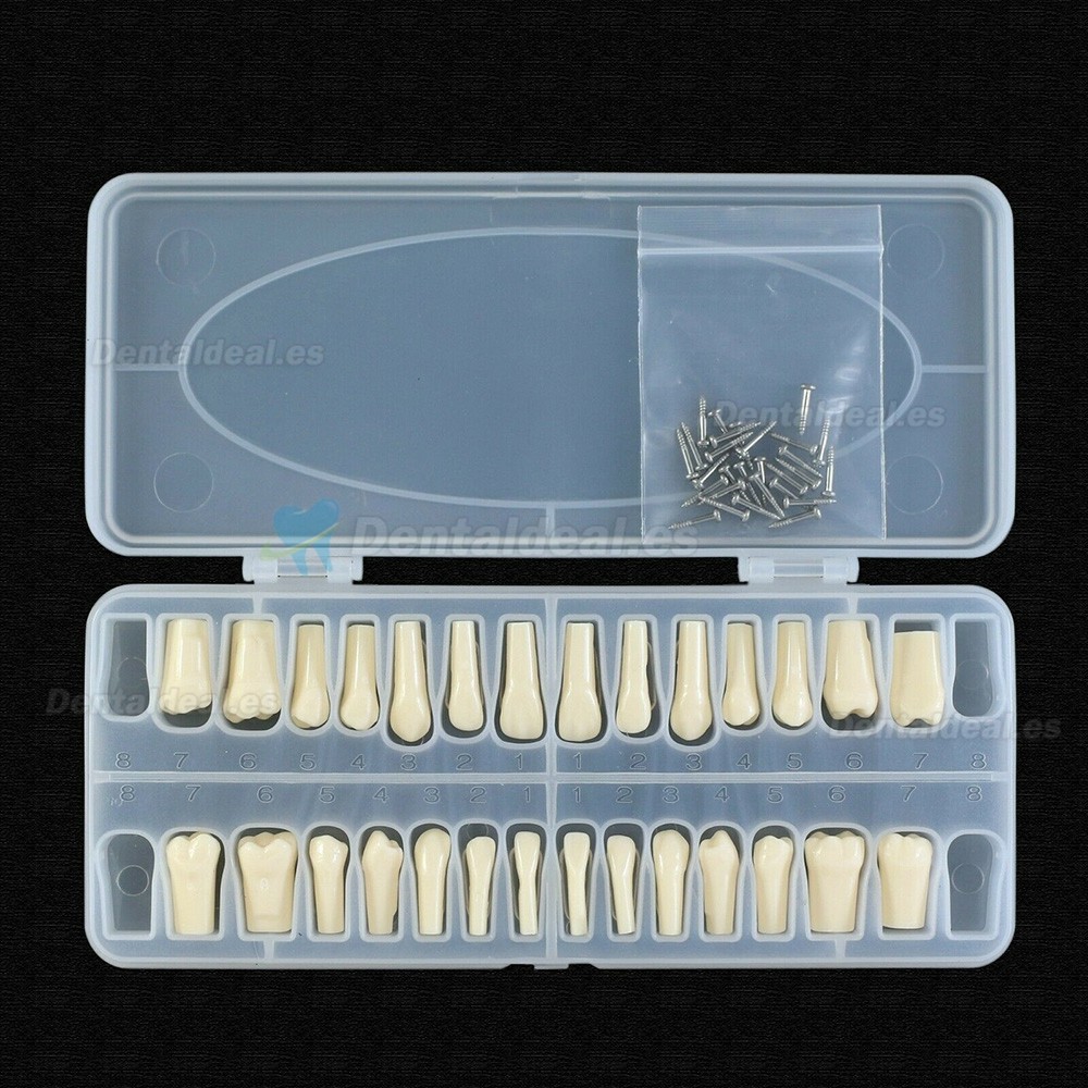 Reemplazo de dientes tipodonto dental con tornillo Fit 28 piezas dientes Frasaco ANA-4 tipodonto