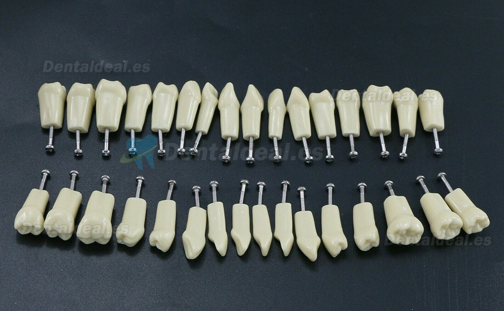 Modelo de simulación de tipodonto dental con 32 piezas de dientes extraíbles compatibles con Frasaco AG3