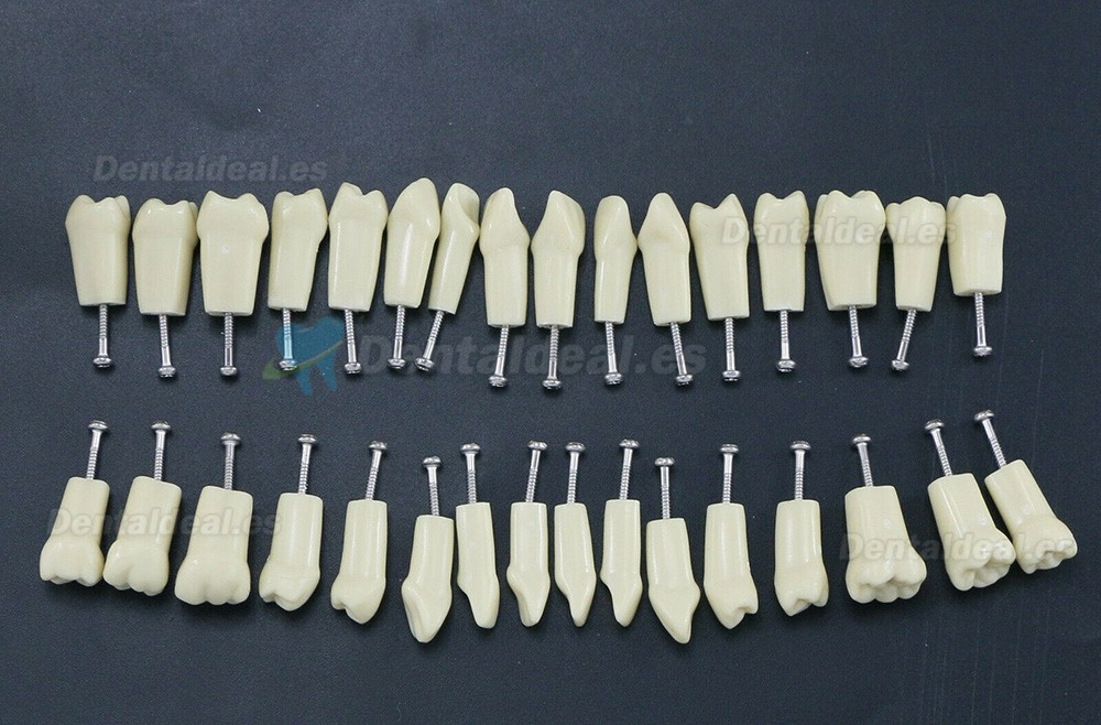 Modelo de simulación de tipodonto dental con 32 piezas de dientes extraíbles compatibles con Frasaco AG3