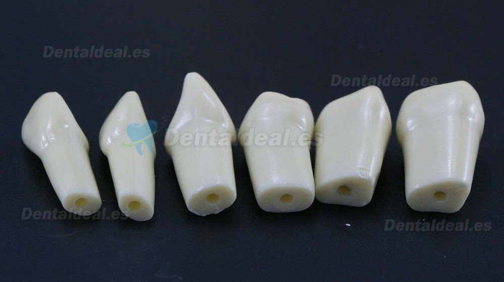 Modelo de simulación de tipodonto dental con 32 piezas de dientes extraíbles compatibles con Frasaco AG3