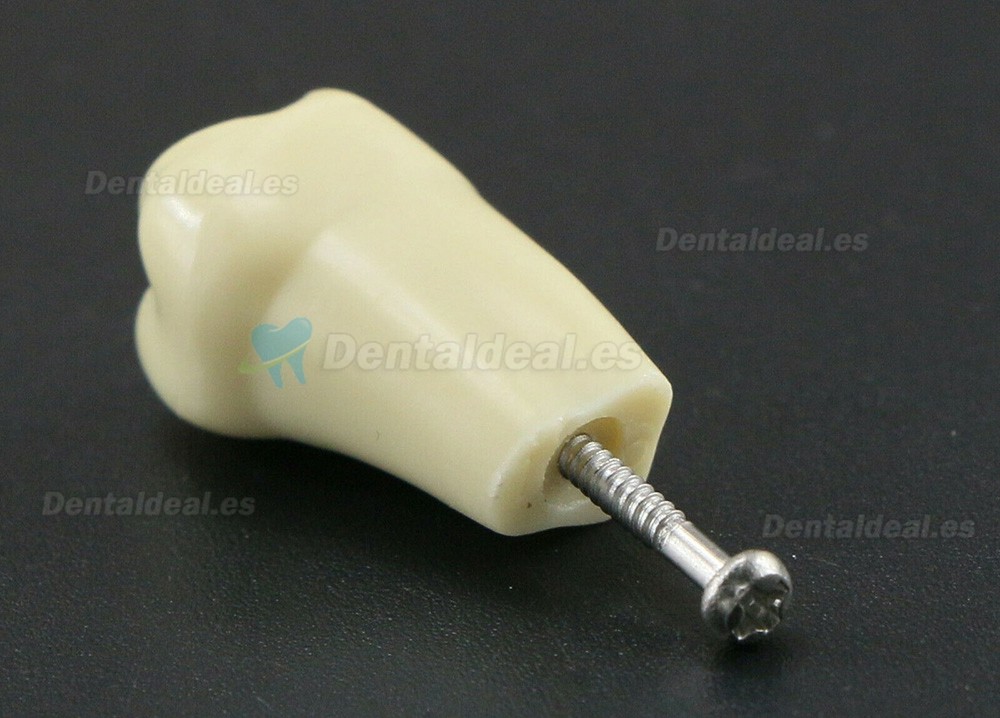 Modelo de simulación de tipodonto dental con 32 piezas de dientes extraíbles compatibles con Frasaco AG3