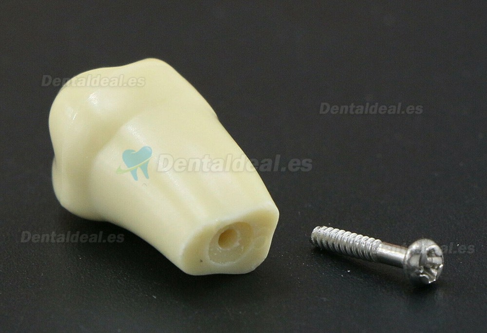 Modelo de simulación de tipodonto dental con 32 piezas de dientes extraíbles compatibles con Frasaco AG3