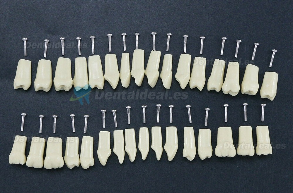 Modelo de simulación de tipodonto dental con 32 piezas de dientes extraíbles compatibles con Frasaco AG3