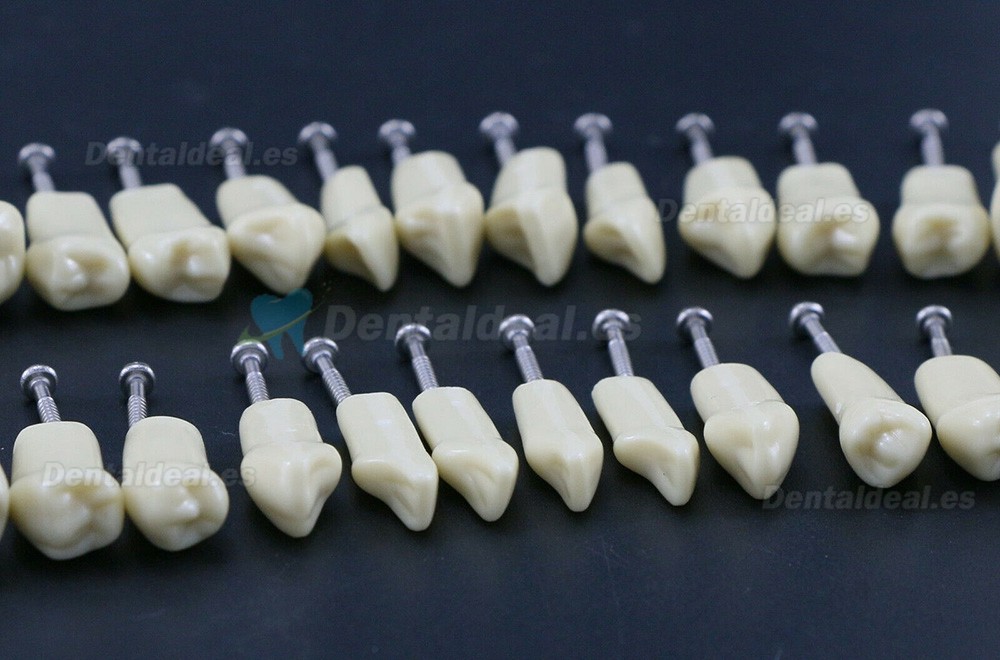 Modelo de simulación de tipodonto dental con 32 piezas de dientes extraíbles compatibles con Frasaco AG3