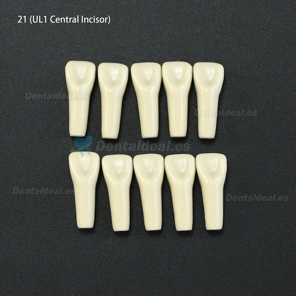 10 unids/lote de dientes dentales tipodonto dientes de repuesto compatibles con Columbia 860