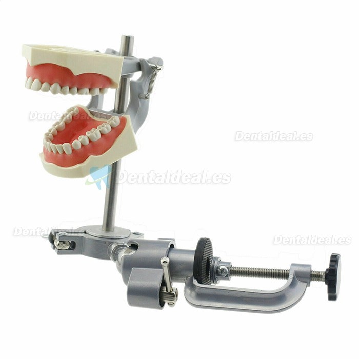 Modelo de tipodonto dental con práctica de montaje en poste 32 dientes compatibles con Columbia 860