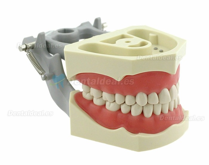 Modelo de tipodonto dental con práctica de montaje en poste 32 dientes compatibles con Columbia 860