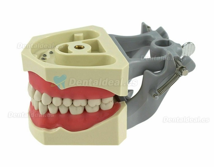 Modelo de tipodonto dental con práctica de montaje en poste 32 dientes compatibles con Columbia 860