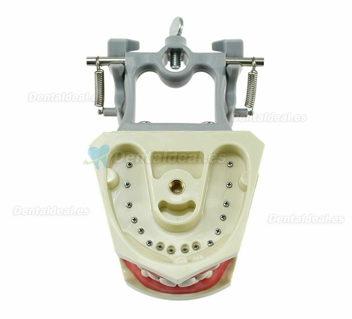 Modelo de tipodonto dental con práctica de montaje en poste 32 dientes compatibles con Columbia 860